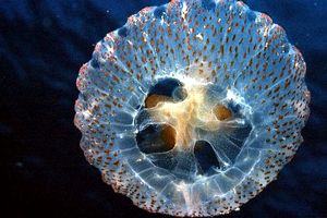 Medusa luminosa (Pelagia noctiluca)