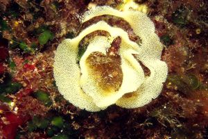 Arenicola (N.d. n.d.)