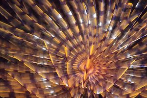 Spirografo (Sabella spallanzani)