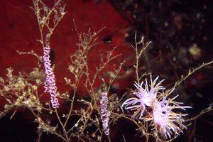 Flabellina rosa (Flabellina affinis)