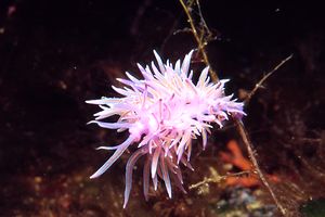 Flabellina rosa (Flabellina affinis)