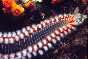 Vermocane (Hermodice carunculata)