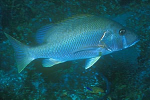 Grugnitore (Lutjanus apodus)