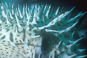 Pesce istrice (Diodon hystrix)