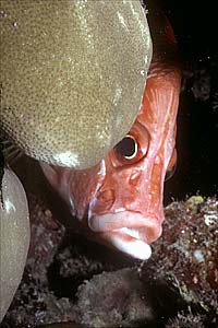 Pesce scoiattolo spinoso (Sargocentron spiniferum)