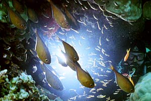 Pesce accetta (Penpheris vanicolensis)