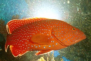 Cernia miniata (Cephalopholis miniata)