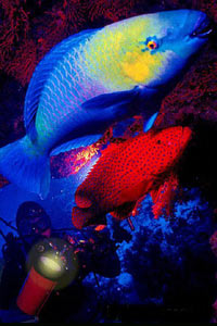 Pesce pappagallo (Scarus sordidus)