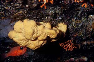 Spugna gialla (Agelas oroides)