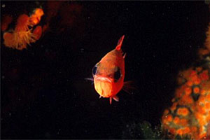 Re di triglie (Apogon imberbis)