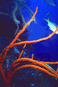 Spugna a corna di cervo (Axinella species)