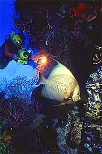 Pesce angelo grigio (Pomacanthus arcuatus)