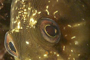 Bavosa crestata (Scartella cristata)