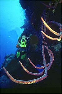 Spugna a corna di cervo (Axinella species)
