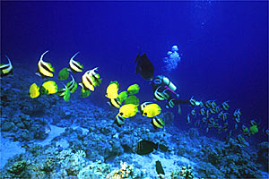 Pesce farfalla semimascherato (Chaetodon semilarvatus)