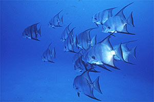 Pesce pipistrello (Chaetodipterus faber)