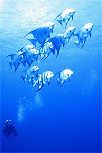 Pesce pipistrello (Chaetodipterus faber)