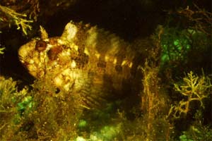 Bavosa ruggine (Parablennius gattorugine)