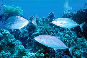 Carangide giallo (Carangoides fulvoguttatus)