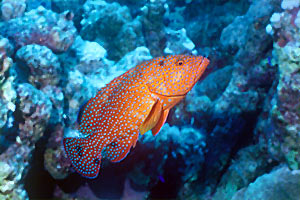 Cernia miniata (Cephalopholis miniata)