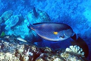 Pesce chirurgo (Acanthurus sohal)