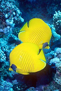 Pesce farfalla semimascherato (Chaetodon semilarvatus)