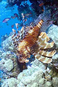 Pesce cobra (Pterois miles)