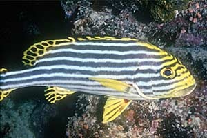 Gaterino orientale (Plectorhinchus orientalis)