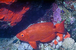 Pesce occhio grosso (Priacanthus hamrur)