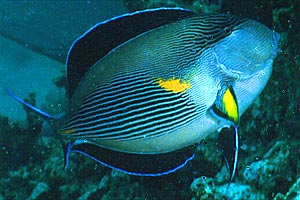 Pesce chirurgo (Acanthurus sohal)
