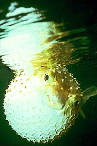 Pesce istrice (Diodon holocanthus)