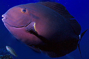 Pesce chirurgo nero (Acanthurus nigricauda)