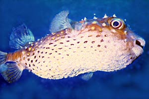 Pesce istrice (Diodon holocanthus)