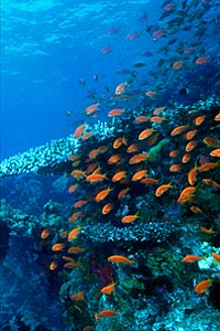 Castagnola  tropicale (Pseudanthias squamipinnis)