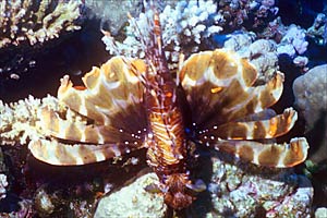 Pesce cobra (Pterois miles)