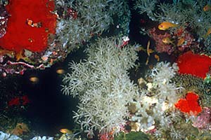Corallo cuoio (Heteroxenia fuscescens)