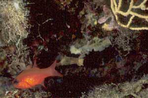 Re di triglie (Apogon imberbis)