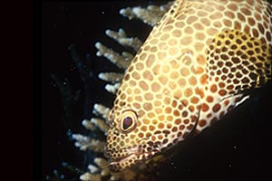 Cernia tropicale (Epinephelus melanostigma)