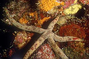 Stella marina (Linckia multifora)