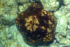 Stella marina cuscino (Culcita schimdeliana)