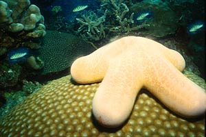 Stella cuscino (Choriaster granulatus)