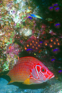 Pesce scoiattolo spinoso (Sargocentron spiniferum)