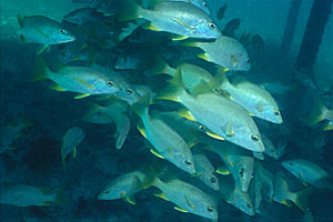 Grugnitore (Lutjanus apodus)