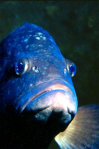 Cernia bruna (Epinephelus marginatus)