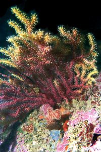 Gorgonia rossa (Paramuricea clavata)