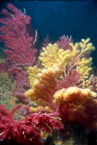 Gorgonia rossa (Paramuricea clavata)