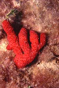 Mano di morto (Alcyonium palmatum)