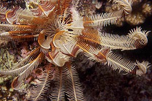 Crinoide (Oxycomanthus bennetti)