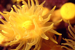 Madrepora gialla (Leptosammia pruvoti)