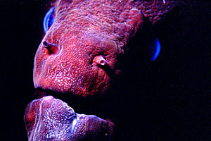 Murena (Gymnothorax n.d.)